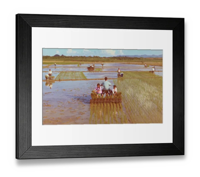 Framed Print : Agricultural Workers Using Rice-Transplanting Machinery Framed Print : Agricultural Workers Using Rice-Transplanting Machinery