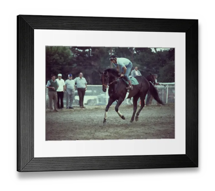 Framed Print : Seattle Slew At Pimlico Race Course Framed Print : Seattle Slew At Pimlico Race Course