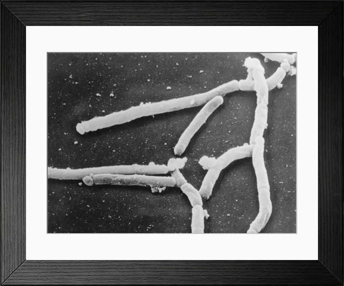Framed Print : Scientific Depiction of Bacteria Framed Print : Scientific Depiction of Bacteria