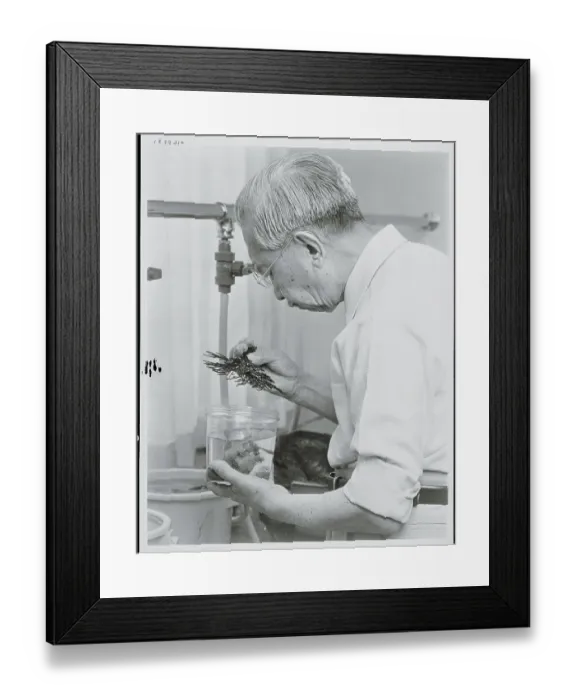 Framed Print : Emperor Hirohito Examining Seaweed