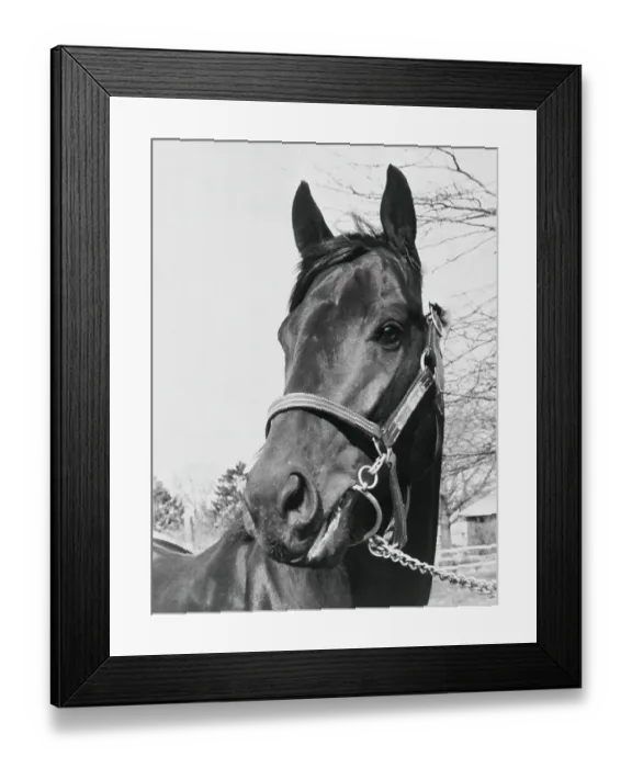 Framed Print : Seattle Slew at Belmont Park Framed Print : Seattle Slew at Belmont Park
