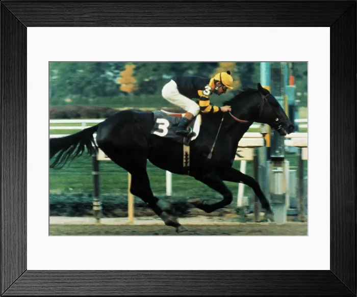 Framed Print : Seattle Slew and Jockey Racing Framed Print : Seattle Slew and Jockey Racing
