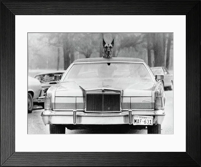 Framed Print : Keeping An Eye Out Framed Print : Keeping An Eye Out
