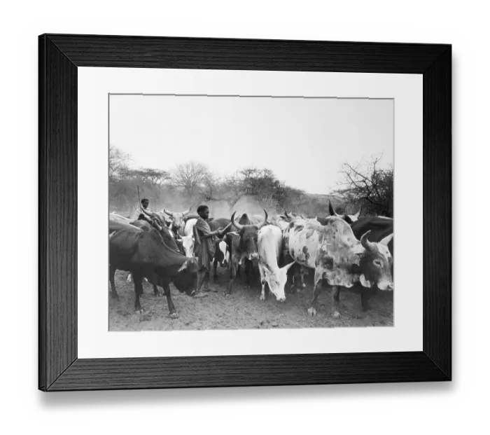 Framed Print : Masai Tending Cattle Framed Print : Masai Tending Cattle