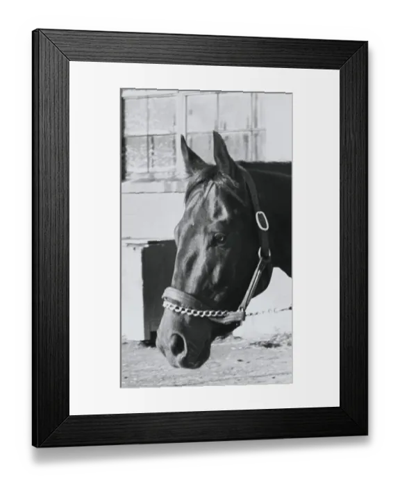 Framed Print : Race Horse Seattle Slew Poking His Head from Stall