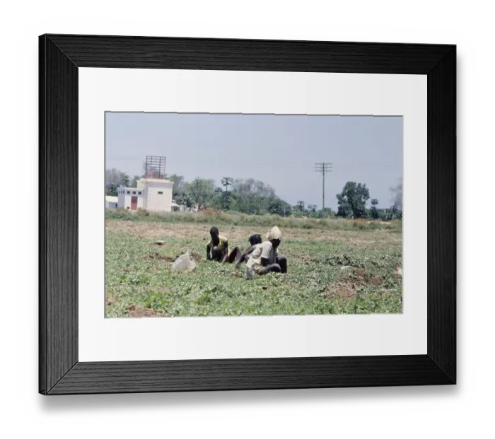 Framed Print : Angolan Women In Potato Field Framed Print : Angolan Women In Potato Field