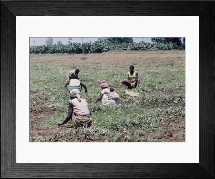 Framed Print : Angolan Women In Potato Field Framed Print : Angolan Women In Potato Field
