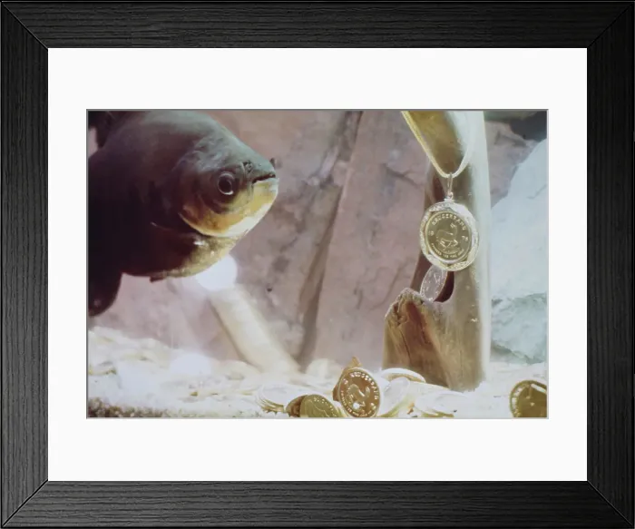 Framed Print : Piranha Guarding Gold Coins Framed Print : Piranha Guarding Gold Coins
