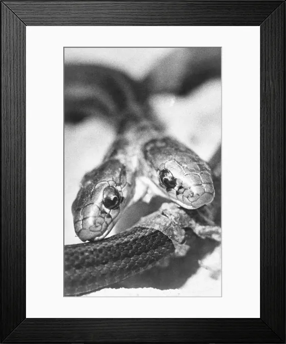 Framed Print : Two-Headed Garter Snake
