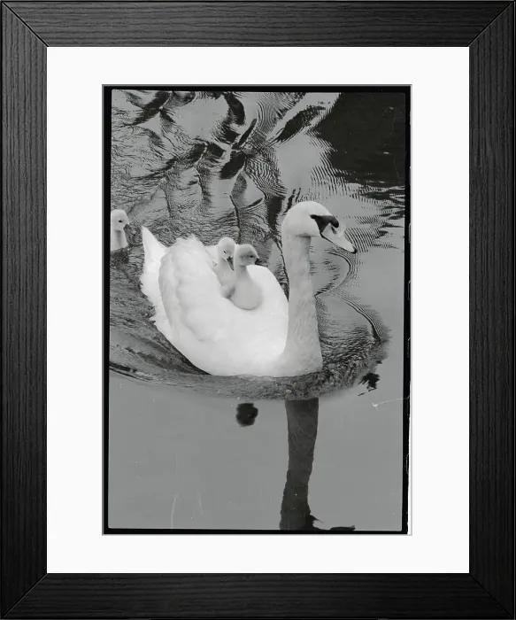 Framed Print : Mother Swan With Babies on her Back Framed Print : Mother Swan With Babies on her Back
