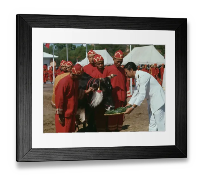 Framed Print : Ploughing Ceremony, Thailand Framed Print : Ploughing Ceremony, Thailand