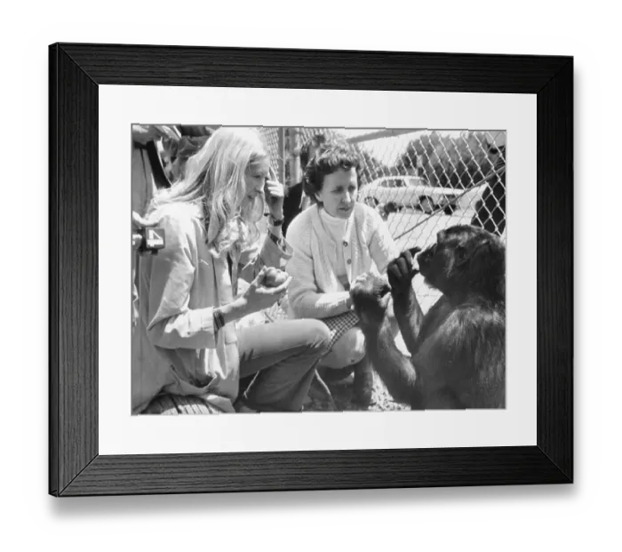 Framed Print : Penny Patterson with Koko the Gorilla and June Monroe Framed Print : Penny Patterson with Koko the Gorilla and June Monroe