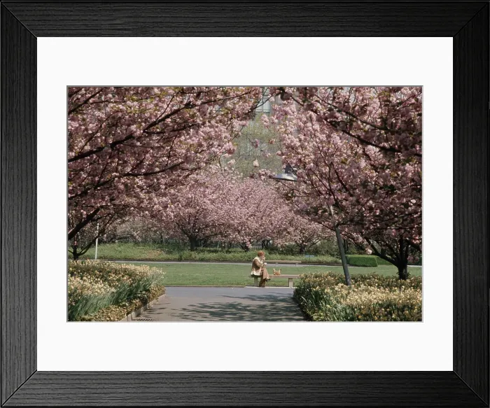 Framed Print : Cherry Blossoms In New York Framed Print : Cherry Blossoms In New York