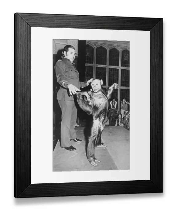 Framed Print : Oliver the Chimpanzee with Trainer Framed Print : Oliver the Chimpanzee with Trainer