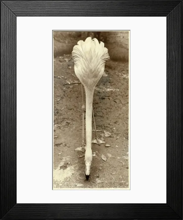 Framed Print : Streamlined Portrait of a Flamingo Framed Print : Streamlined Portrait of a Flamingo