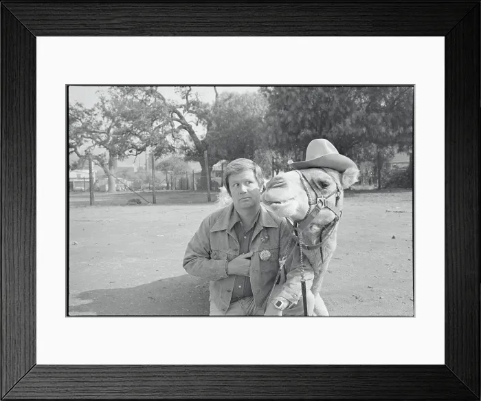 Framed Print : Jim Hampton Standing Next to a Camel Framed Print : Jim Hampton Standing Next to a Camel