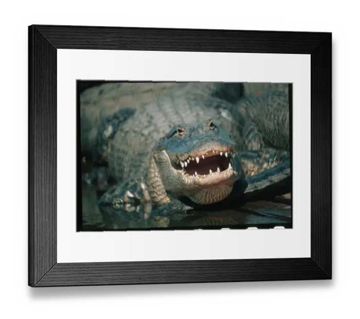 Framed Print : Alligator with Mouth Open Framed Print : Alligator with Mouth Open