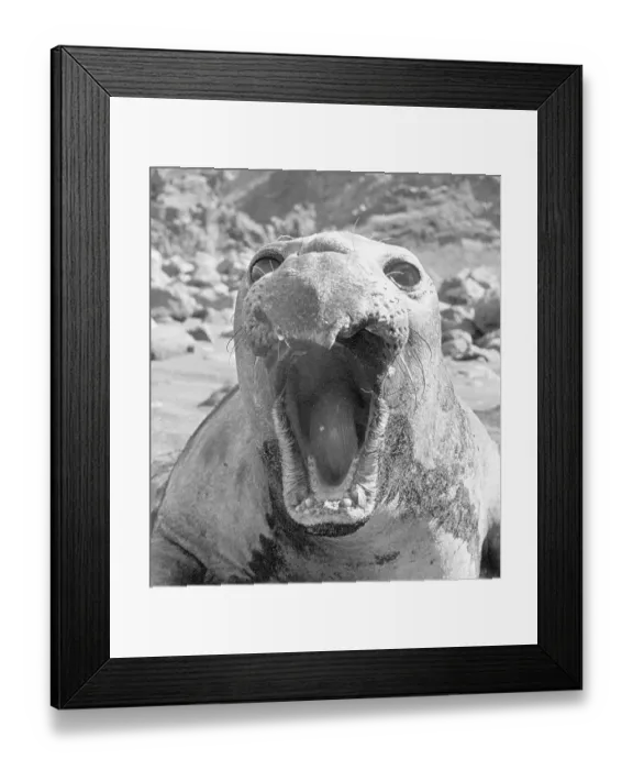 Framed Print : Yawning Elephant Seal Framed Print : Yawning Elephant Seal