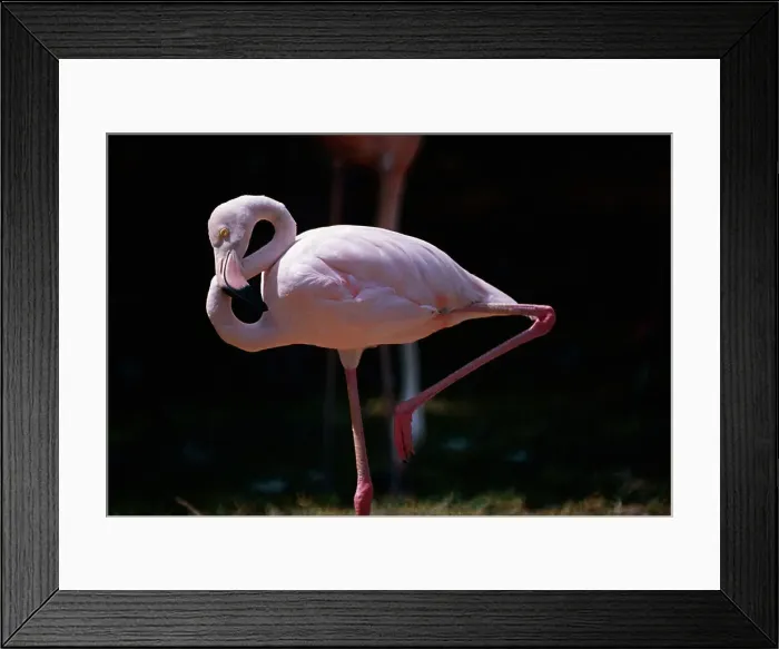 Framed Print : Flamingo. (Original Caption). A flamingo in Hamilton's aquarium captures elegance Framed Print : Flamingo. (Original Caption). A flamingo in Hamilton's aquarium captures elegance