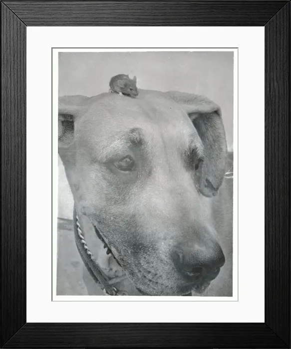 Framed Print : Mouse on Great Dane's Head