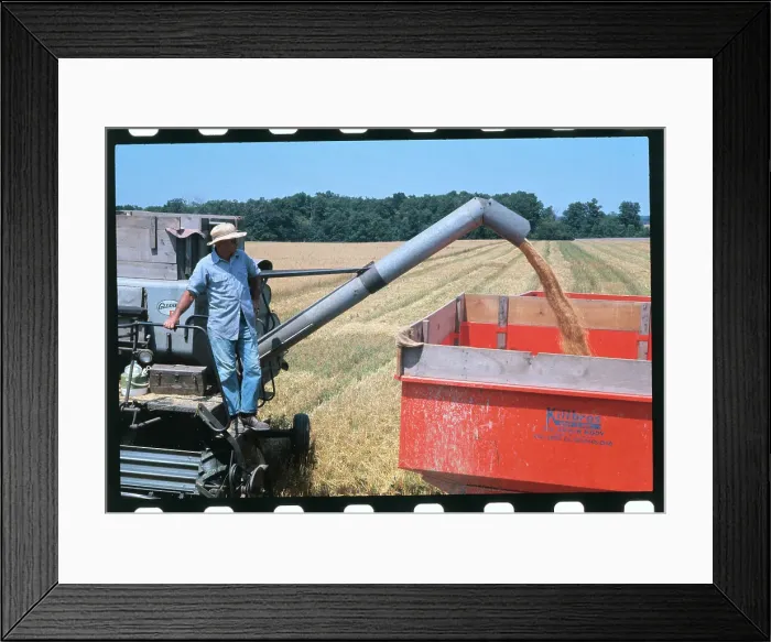 Framed Print : Farmer Harvesting Wheat Framed Print : Farmer Harvesting Wheat