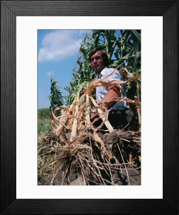 Framed Print : Farmer Holding Destroyed Corn Stalks