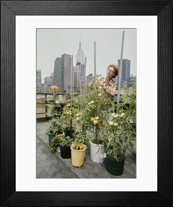 Framed Print : Rooftop Garden In New York Framed Print : Rooftop Garden In New York