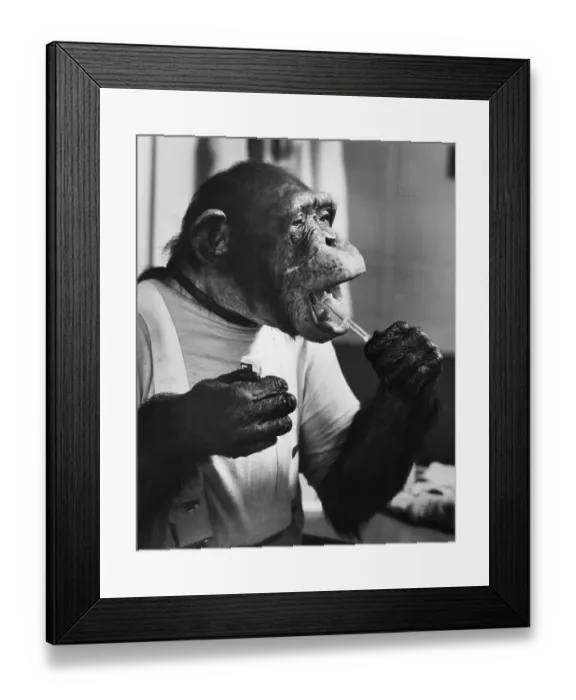 Framed Print : Chimpanzee Brushing His Teeth Framed Print : Chimpanzee Brushing His Teeth