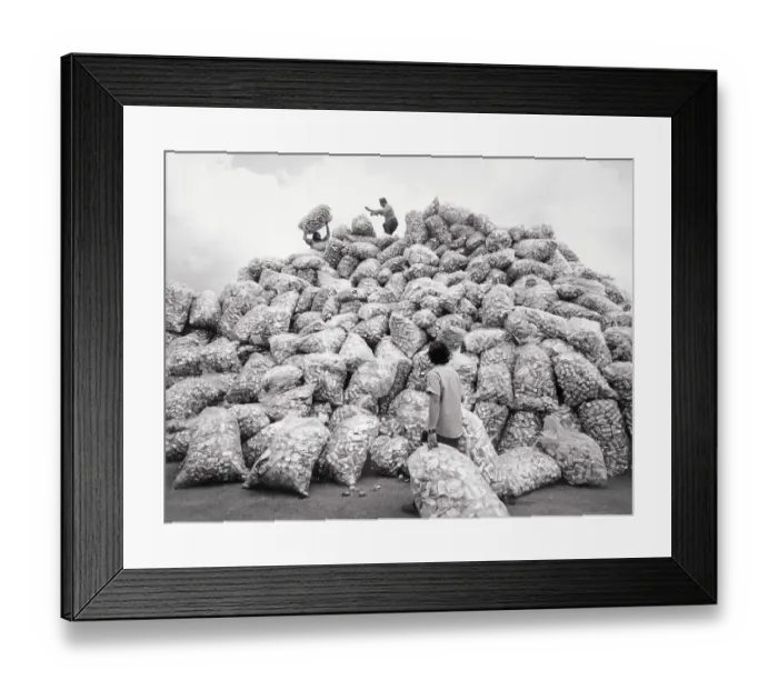 Framed Print : Workers Atop Mound of Aluminum Cans Framed Print : Workers Atop Mound of Aluminum Cans
