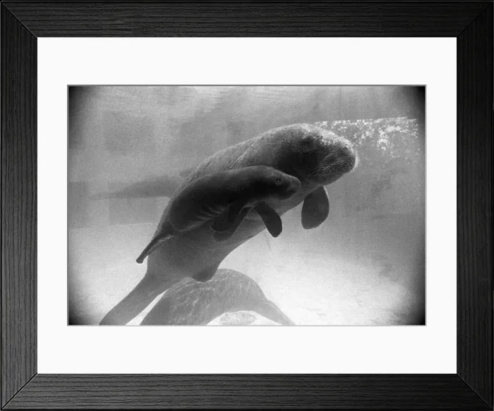 Framed Print : Manatee Mother and Newborn Swimming Framed Print : Manatee Mother and Newborn Swimming