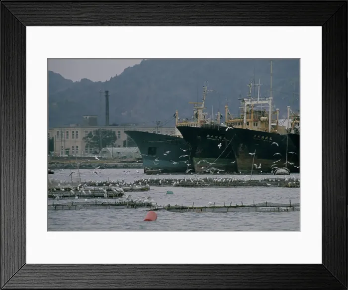 Framed Print : Herons In Tokyo Bay Framed Print : Herons In Tokyo Bay