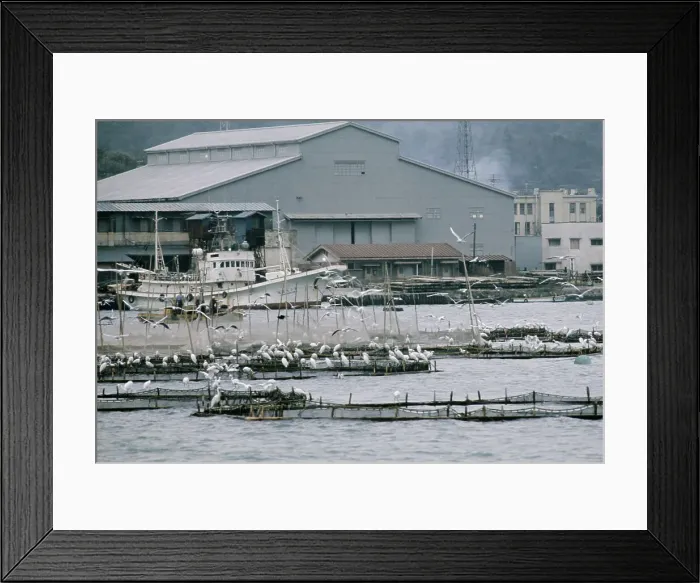 Framed Print : Herons In Tokyo Bay