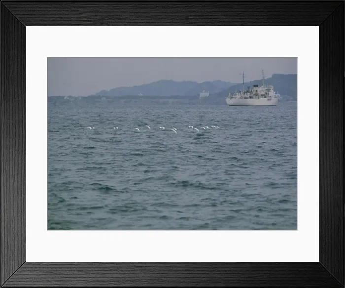 Framed Print : Herons In Tokyo Bay Framed Print : Herons In Tokyo Bay