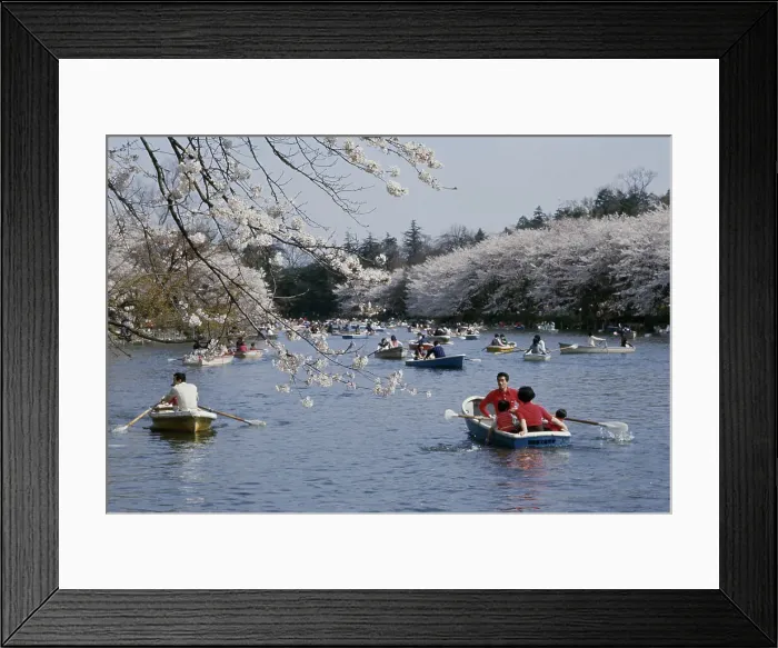 Framed Print : Cherry Blossoms In Japan Framed Print : Cherry Blossoms In Japan