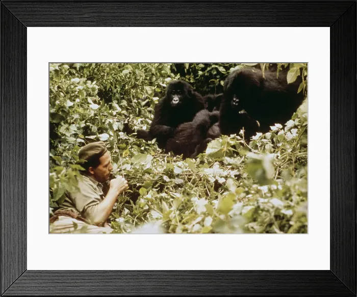 Framed Print : Adrien Deschryver With Gorillas