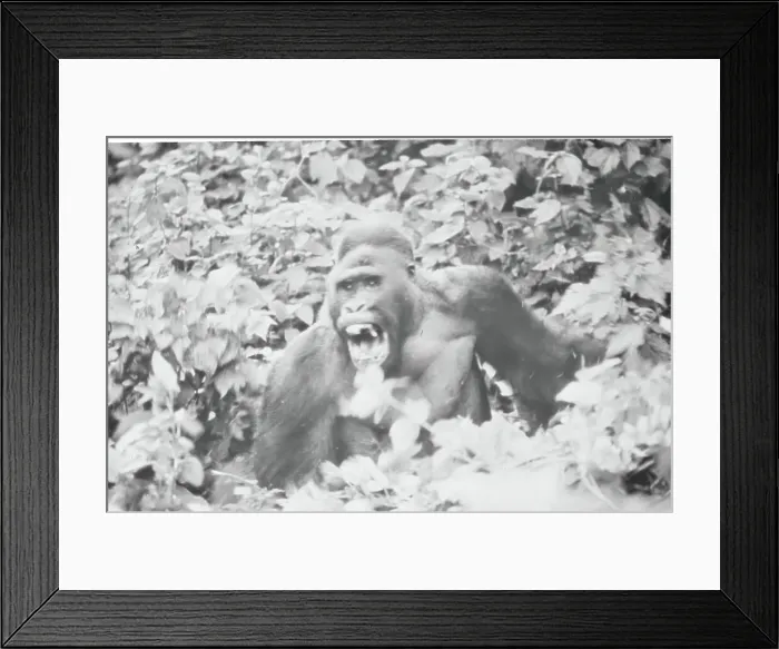 Framed Print : Mountain Gorilla Opening His Mouth Framed Print : Mountain Gorilla Opening His Mouth