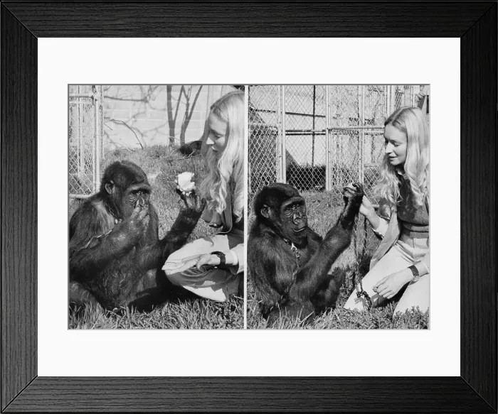 Framed Print : Koko the Gorilla Using Sign Language Framed Print : Koko the Gorilla Using Sign Language