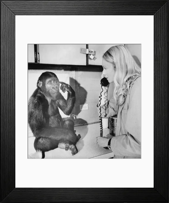 Framed Print : Penny Patterson with Koko the Gorilla Framed Print : Penny Patterson with Koko the Gorilla