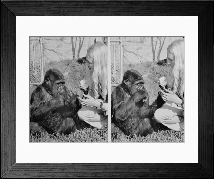 Framed Print : Miss Patterson and Koko Framed Print : Miss Patterson and Koko