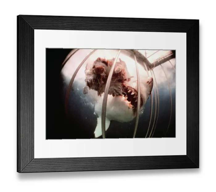 Framed Print : Great White Shark Attacking Horsemeat Framed Print : Great White Shark Attacking Horsemeat