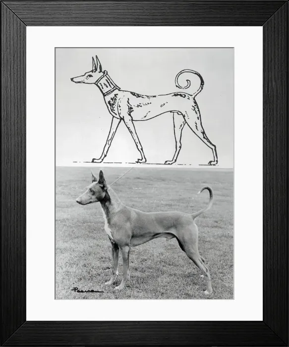 Framed Print : Illustration and Photo of Egyptian Greyhound Framed Print : Illustration and Photo of Egyptian Greyhound