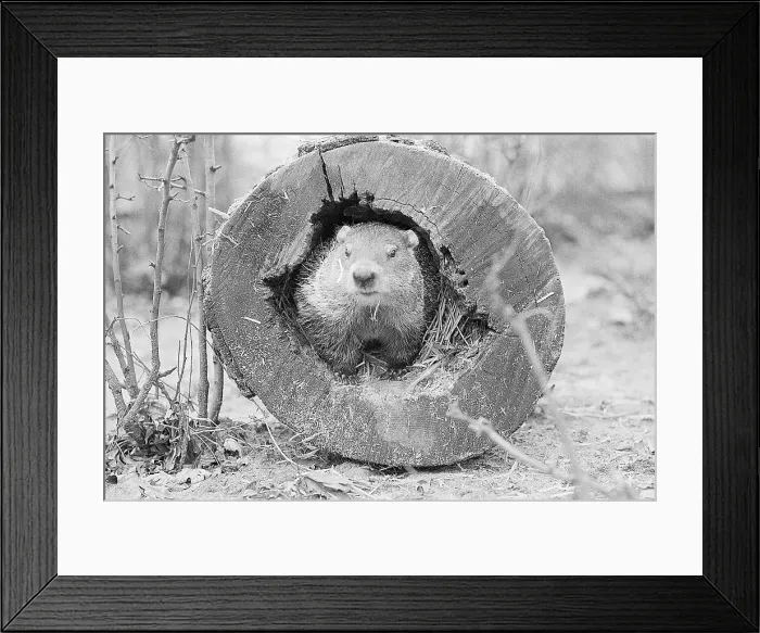 Framed Print : Groundhog in Hollow Log Framed Print : Groundhog in Hollow Log