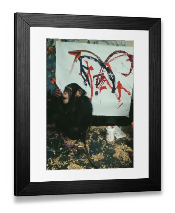 Framed Print : Charlie, The Chimpanzee Artist Framed Print : Charlie, The Chimpanzee Artist