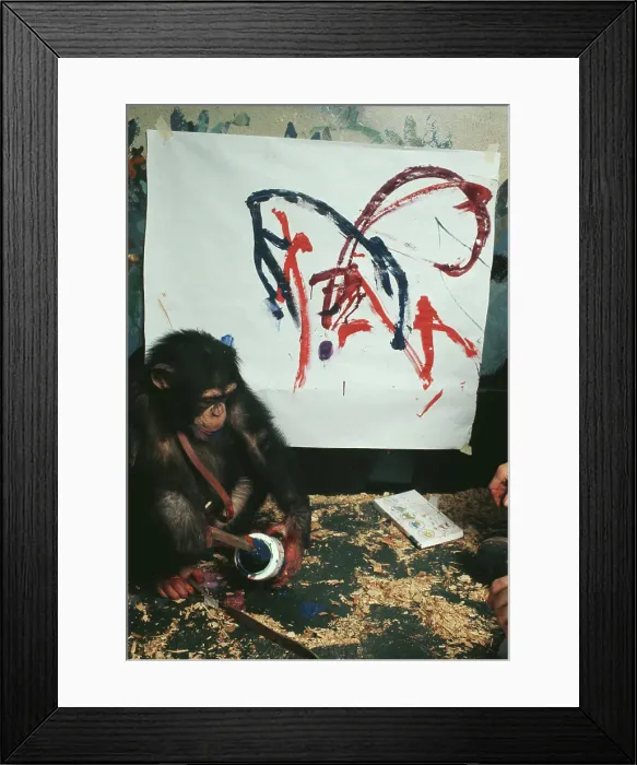 Framed Print : Charlie, The Chimpanzee Artist Framed Print : Charlie, The Chimpanzee Artist
