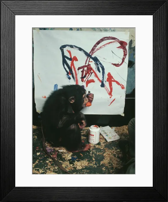Framed Print : Charlie, The Chimpanzee Artist Framed Print : Charlie, The Chimpanzee Artist