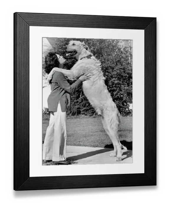 Framed Print : Irish Wolfhound Framed Print : Irish Wolfhound
