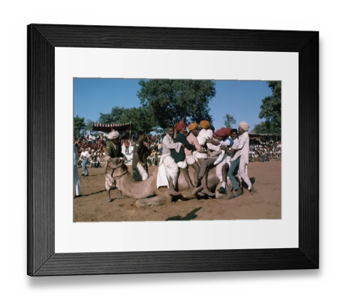 Framed Print : Men Attempting to Ride a Camel Framed Print : Men Attempting to Ride a Camel