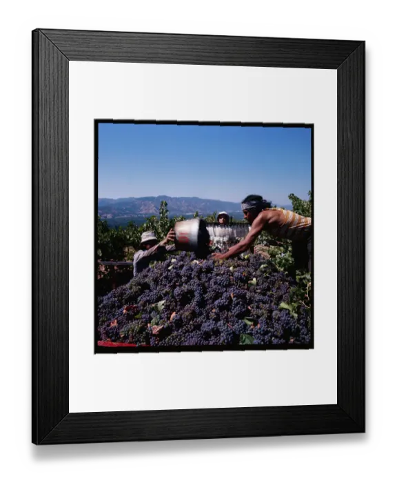 Framed Print : Workers Picking Grapes Framed Print : Workers Picking Grapes