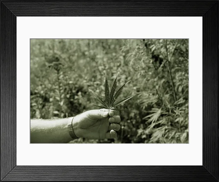 Framed Print : Holding Marijuana Leaf Framed Print : Holding Marijuana Leaf