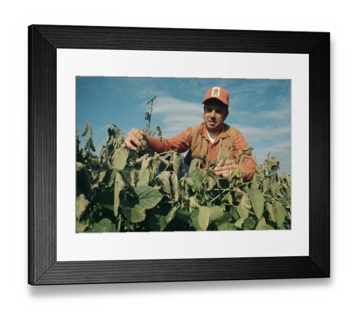 Framed Print : Farmer Inspecting Frost Damage